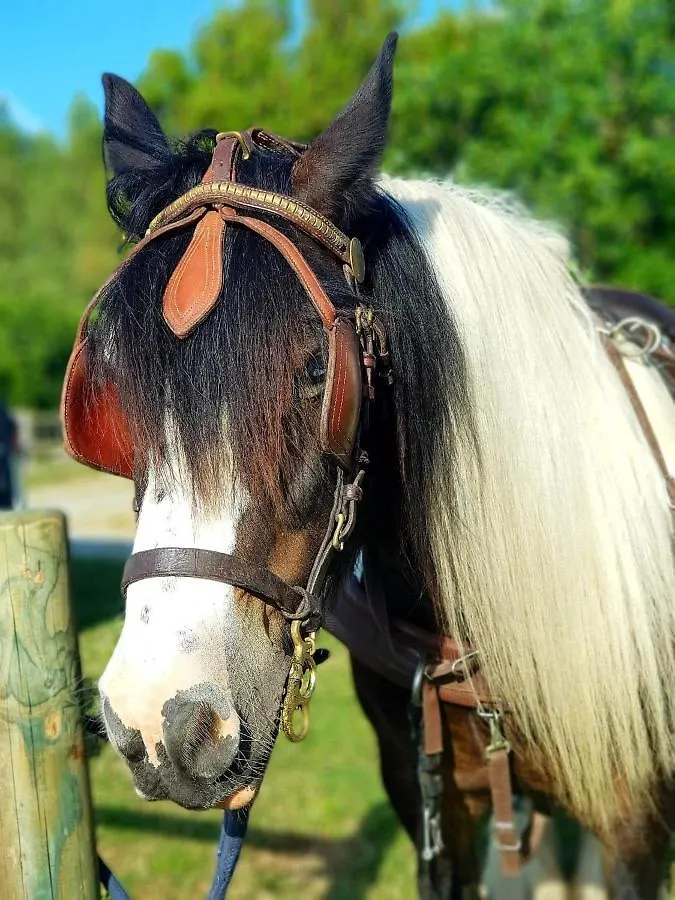 Les Chevaux De L'Hippocampe Hotell Mont-Dol Pensionat